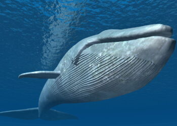 Prepare-se para se encantar com o gigante dos mares