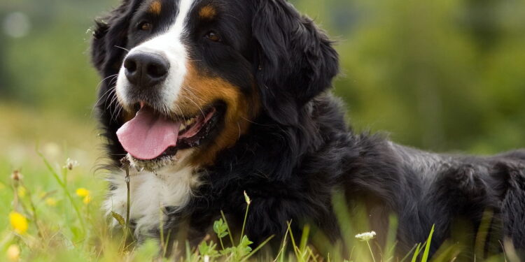 Cães gigantes, amor imenso e espaço garantido para eles