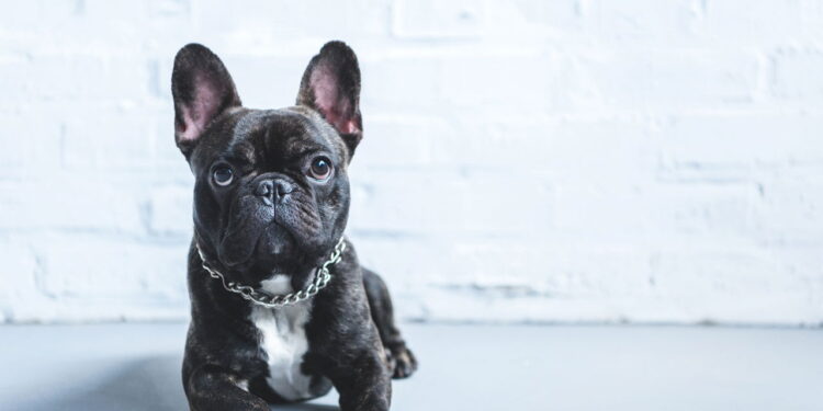 As 5 melhores raças de cachorros para viver em apartamento