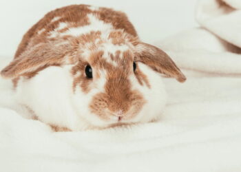 Esse pet fofo pode trazer mais alegria do que você imagina