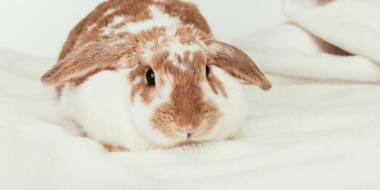 Esse pet fofo pode trazer mais alegria do que você imagina