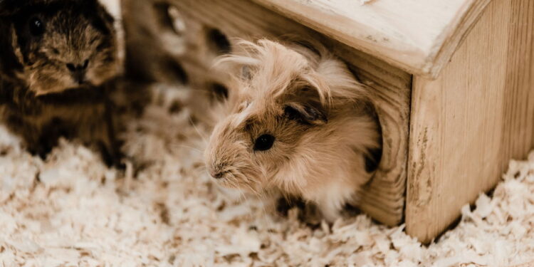 O detalhe no hamster que parece fofo, mas esconde algo genial