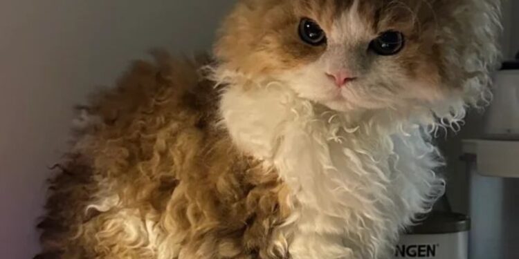 Você vai se apaixonar por esses gatos com pelos únicos e fofinhos