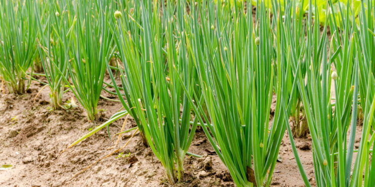 Saiba por que a cebolinha é fácil de cultivar e pode ser o ingrediente secreto que faltava na sua cozinha