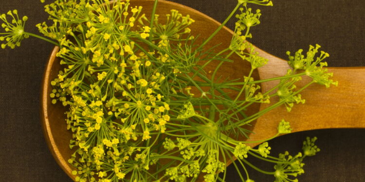 Saiba os segredos da popularidade da erva-doce e aprenda a cultivar em casa