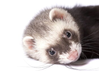 Furões são o novo pet queridinho e você vai entender por quê!