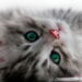 O sentido mais impressionante dos gatos revelado em detalhes