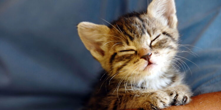 Você sabia que existe um gene mágico por trás das pelagens dos gatinhos?