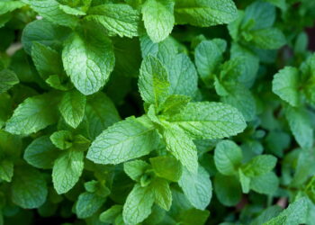Esses são os melhores métodos para você conseguir cultivar hortelã