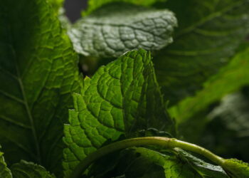O guia definitivo para plantar hortelã até em pequenos espaços