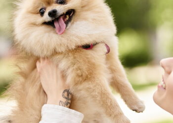 Esse cãozinho encantador esconde uma surpresa no comportamento