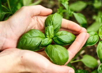 Saiba o porquê do manjericão ser o queridinho nos lares e veja como ter o seu sempre saudável!