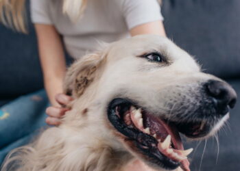 Você sabe quais são os nomes mais dados a pets no Brasil?