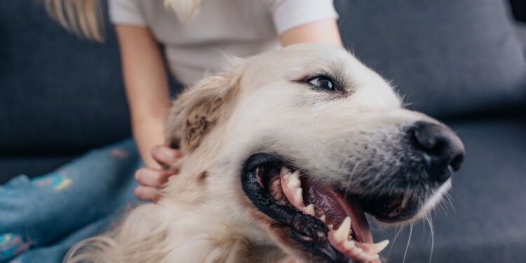 Você sabe quais são os nomes mais dados a pets no Brasil?