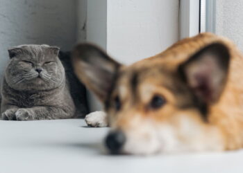 Por que nomes humanos viraram tendência entre pets no Brasil