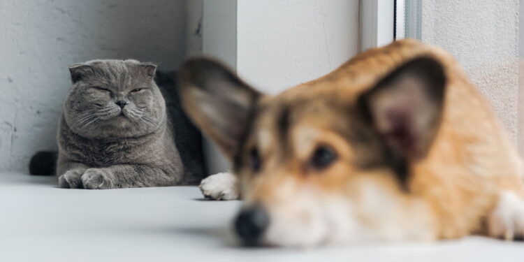 Por que nomes humanos viraram tendência entre pets no Brasil