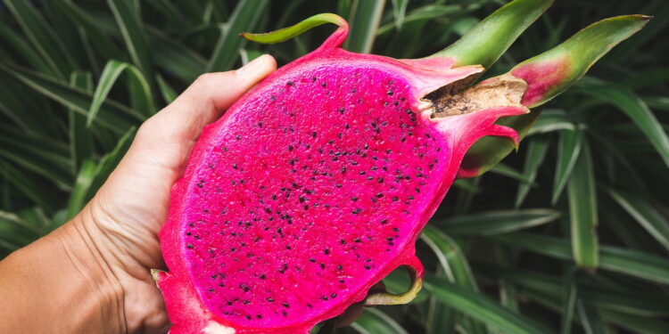 Saiba qual é a melhor época do ano para plantar pitaya