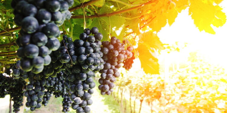Saiba quais são os benefícios de se cultivar uvas em casa e proporcionar frutos frescos e saudáveis