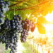 Saiba quais são os benefícios de se cultivar uvas em casa e proporcionar frutos frescos e saudáveis