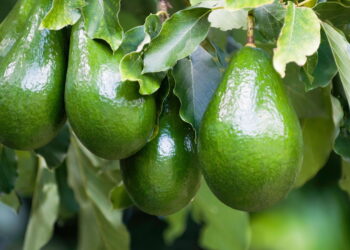 Aprenda a ter um cultivo de abacate rico em vitaminas saudável e fácil em seu quintal