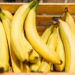 Saiba todos os benefícios e nutrientes que o cultivo de bananas em casa te oferecem