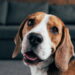 O que ninguém te contou sobre criar um Beagle no apartamento