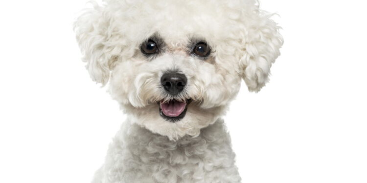 Por que o Bichon Frisé é o melhor cão para quem busca carinho?