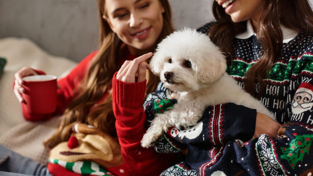 Por que o Bichon Frisé é o melhor cão para quem busca carinho?