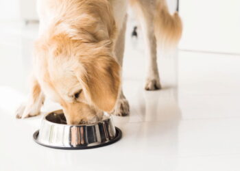 O que acontece quando você muda o horário da comida do seu cão
