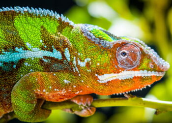 Você não vai acreditar no que o coração dos camaleões pode fazer