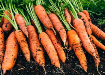 Saiba como ter um cultivo de cenoura em casa fácil e sem erro