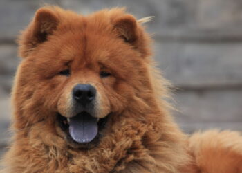 As raças de cães mais temperamentais do mundo e o que ninguém te conta
