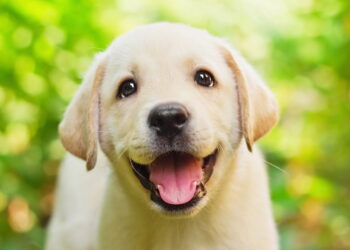 A verdade surpreendente sobre o Labrador que ninguém te contou