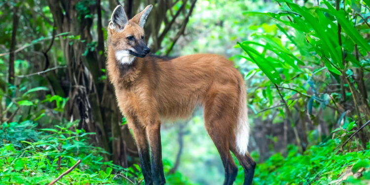 Curiosidades sobre o Lobo-Guará como sua dieta e seu principal habitat