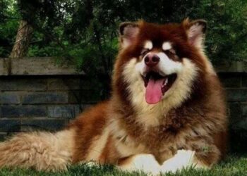 O Malamute do Alasca que conquistou milhões com seu jeitinho