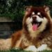O Malamute do Alasca que conquistou milhões com seu jeitinho