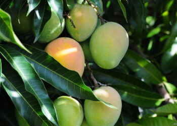 Veja como é fácil de ter um cultivo saudável e rico em nutrientes de manga no seu quintal