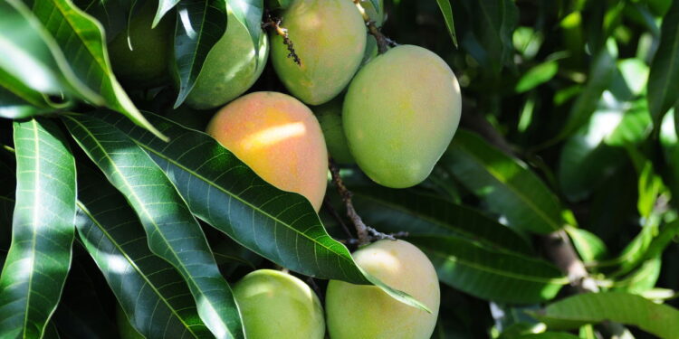Veja como é fácil de ter um cultivo saudável e rico em nutrientes de manga no seu quintal