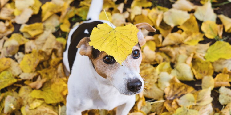 Você conhece estas raças de cães raras? A 4ª vai roubar seu coração