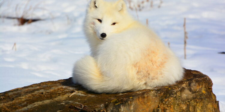 Você sabia? Estes 5 animais mudam de cor e você nem imaginava