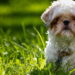 Os nomes mais lindos e populares para Shih Tzu