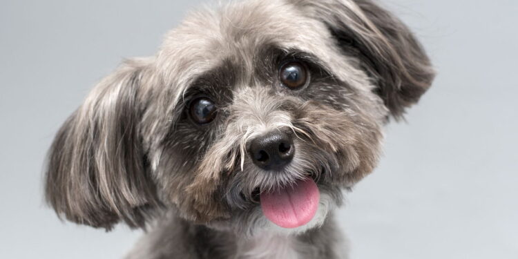 Este cãozinho é o melhor amigo para espaços pequenos