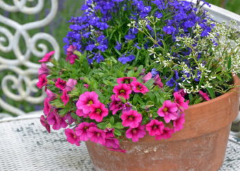 Como flores pequenas revolucionam a decoração de casa e o bem-estar