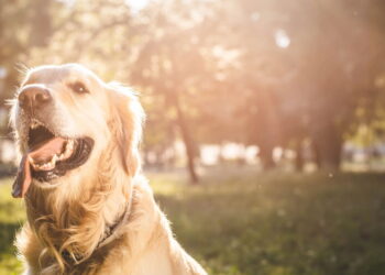 Conheça as raças de cachorros que são verdadeiros ícones de fofura