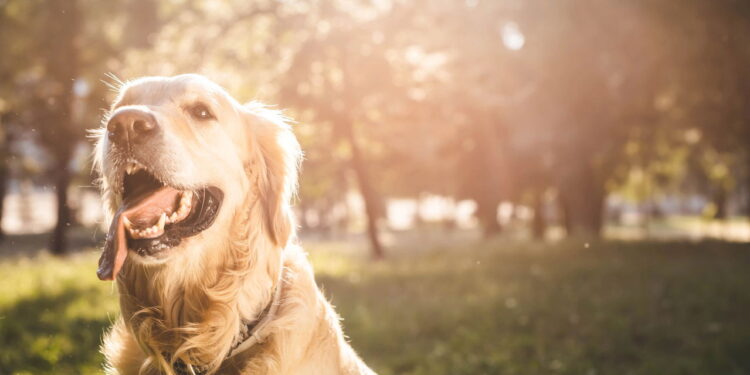 Conheça as raças de cachorros que são verdadeiros ícones de fofura