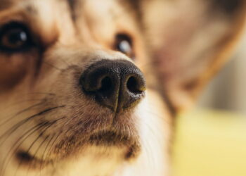 Você sabe como seu pet realmente se sente com estranhos em casa?