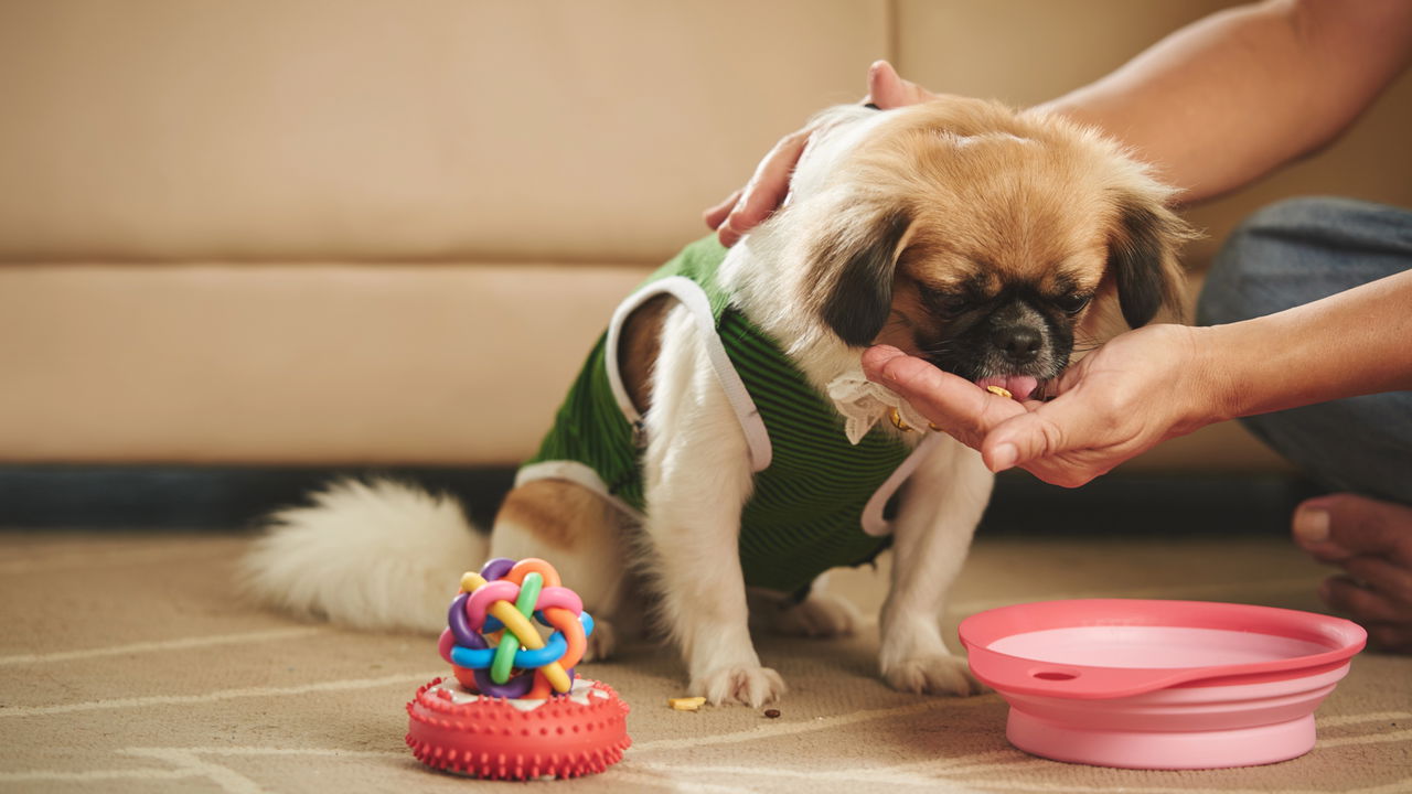 A verdade chocante sobre plantas que podem envenenar seu cão