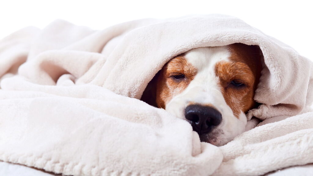 A verdade chocante sobre plantas que podem envenenar seu cão