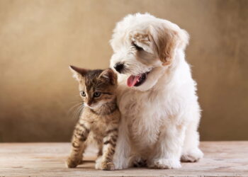 Você não vai acreditar como cães e gatos podem ser companheiros perfeitos