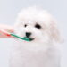 Técnica simples que garante um sorriso saudável para seus pets